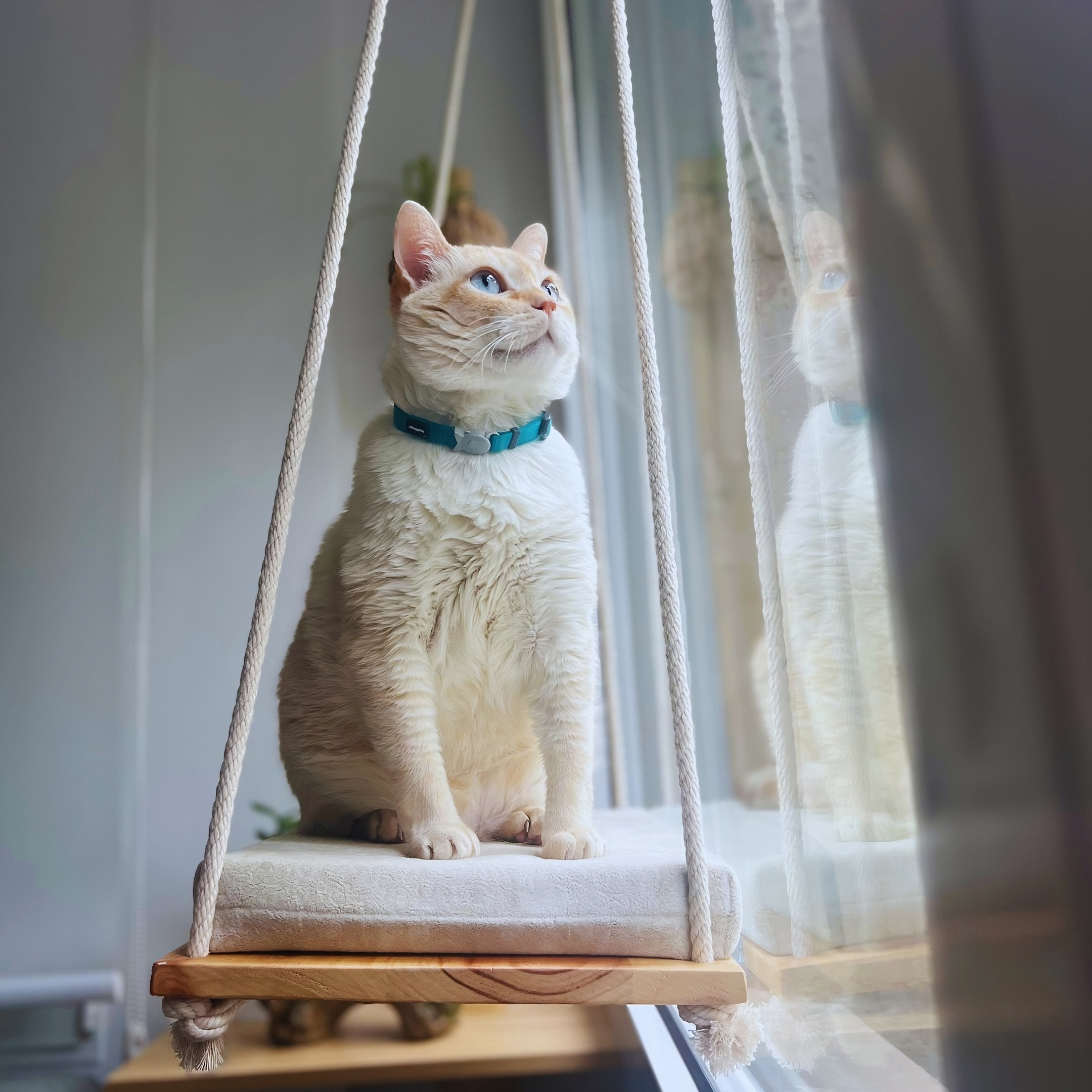 Gato blanco con collar azul sentado en una hamaca de madera junto a una ventana