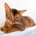 Cute abyssinian purebred cat laying radiator scaled