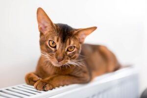 Cute abyssinian purebred cat laying radiator scaled