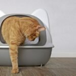 Ginger cat going out litter box panramic image with copy space your individual text scaled