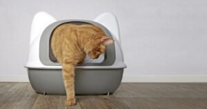 Ginger cat going out litter box panramic image with copy space your individual text scaled