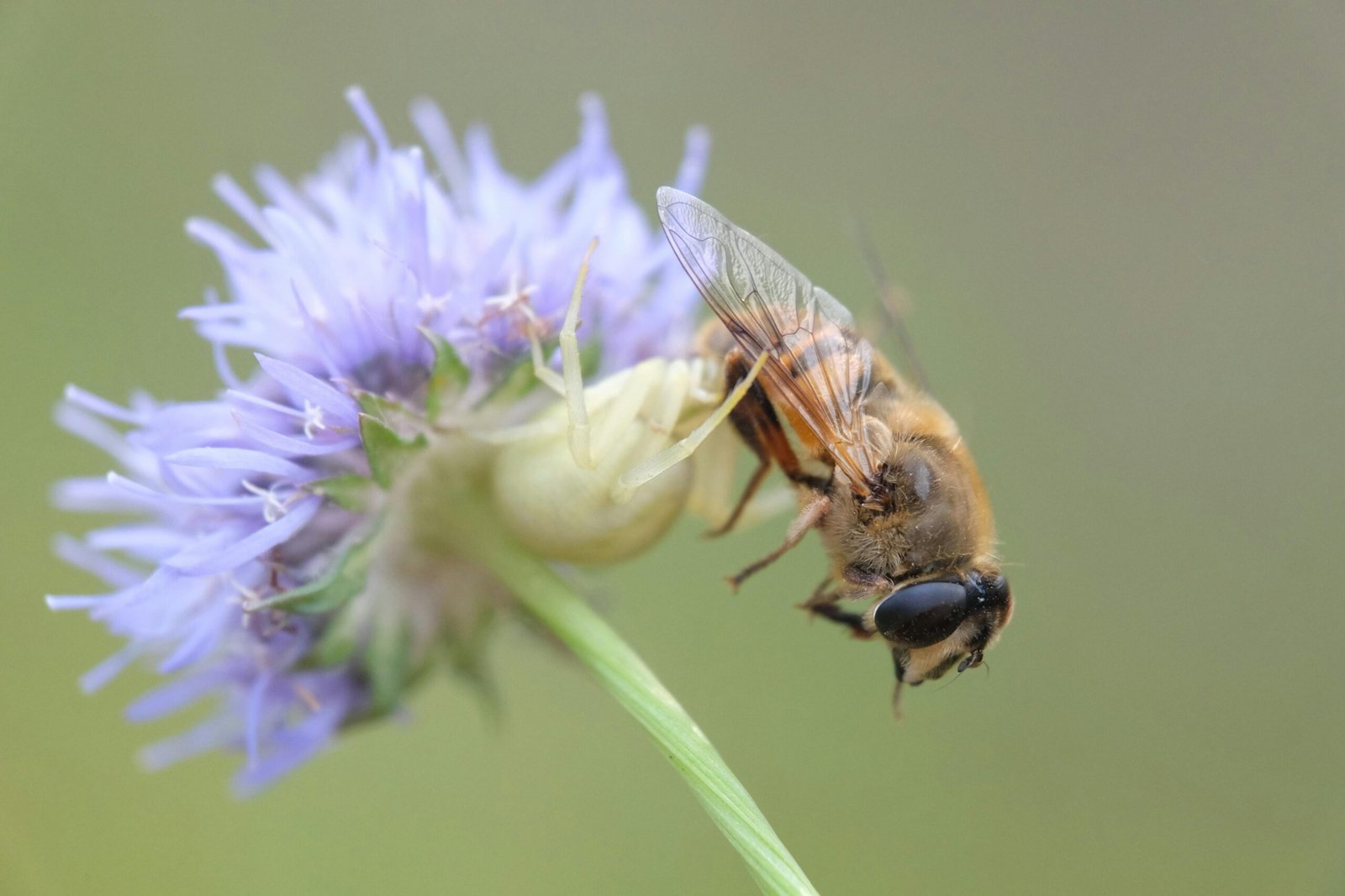 pexels szafran 27182693 scaled