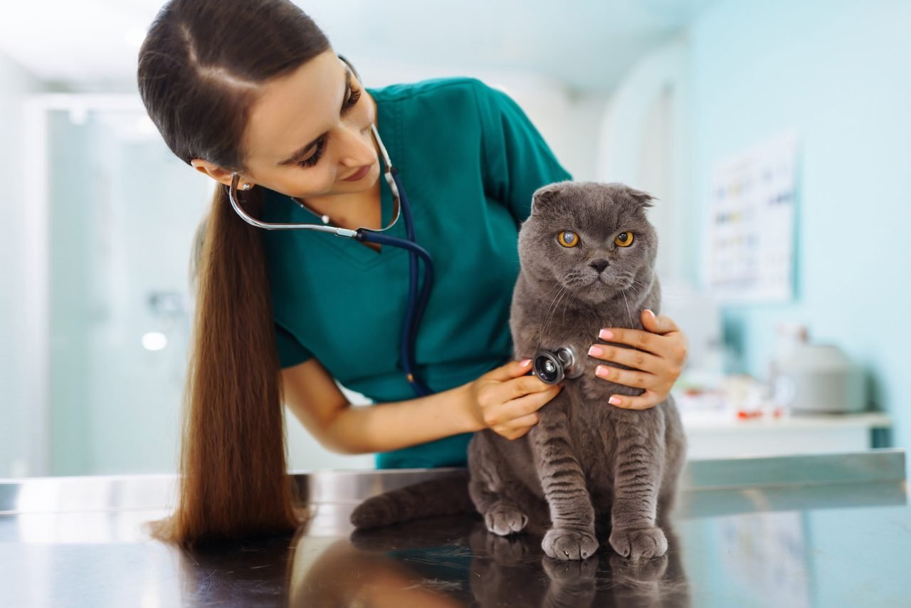 woman veterinarian examining cat on table in veterinary clinic medicine treatment of pets