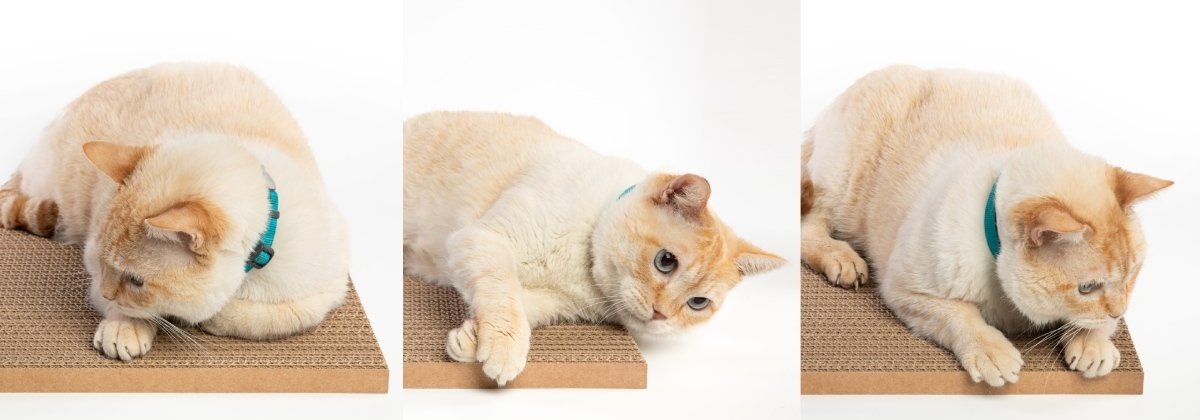 Gato rascando en la caja lyma con diseño minimalista