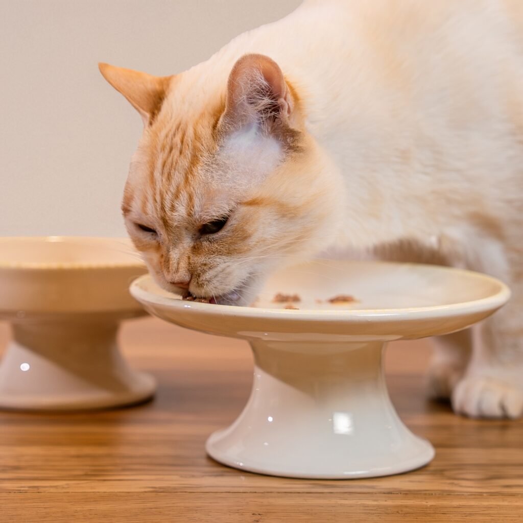 Gato comiendo en Plato Comedero Bebedero Elevado Ceramica Bimbo LYMA