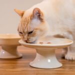Gato comiendo en Plato Comedero Bebedero Elevado Ceramica Gato Bimbo LYMA
