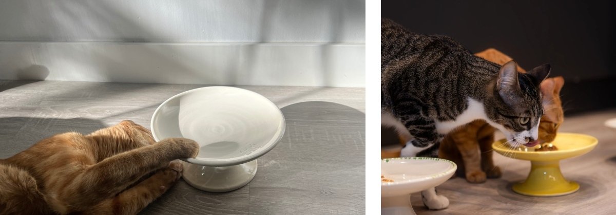 Plato Elevado Ceramica para Gatos LYMA | Antivomito - Ergonomico 26 Gato domestico comiendo de un plato elevado de ceramica marca LYMA