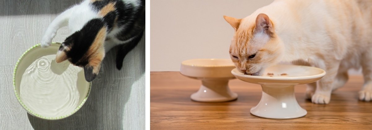 Gato utilizando un Comedero Bebedero Elevado Ceramica para Gatos con postura alineada