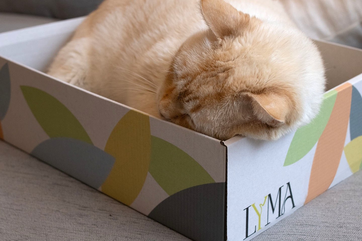 Gallery caja rascador para gatos